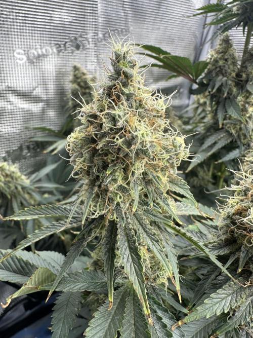 Sticky Broccoli 🥦 Eternity GrowCup. Week 15