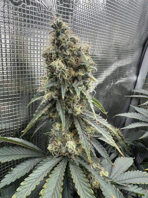 Sticky Broccoli 🥦 Eternity GrowCup. Week 15