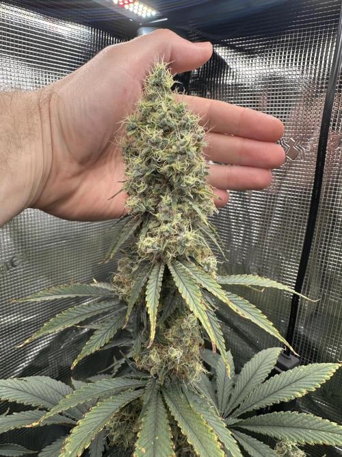 Sticky Broccoli 🥦 Eternity GrowCup. Week 15