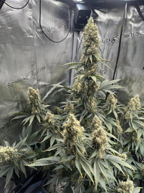 Sticky Broccoli 🥦 Eternity GrowCup. Week 16