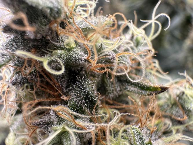Sticky Broccoli 🥦 Eternity GrowCup. Week 16
