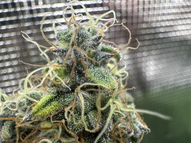 Sticky Broccoli 🥦 Eternity GrowCup. Week 16
