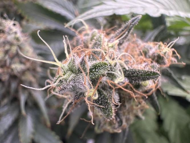 Sticky Broccoli 🥦 Eternity GrowCup. Week 16