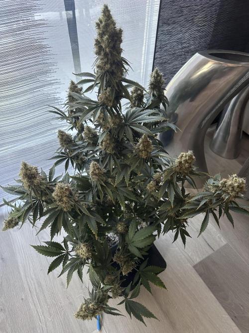 Sticky Broccoli 🥦 Eternity GrowCup. Week 16