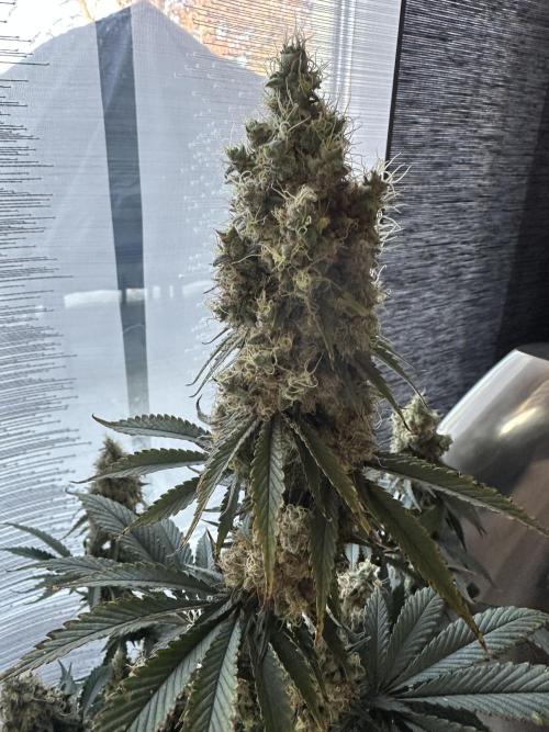 Sticky Broccoli 🥦 Eternity GrowCup. Week 16