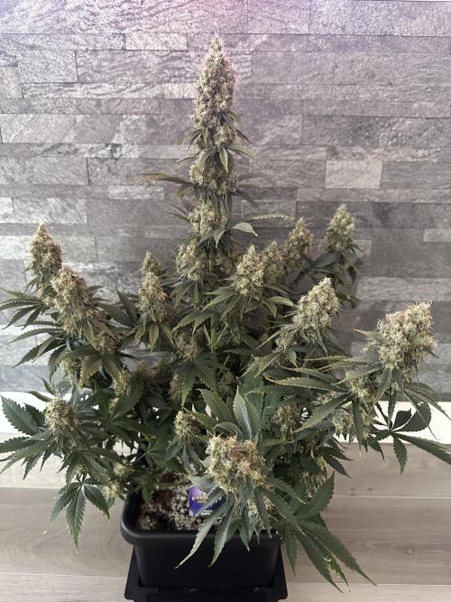Sticky Broccoli 🥦 Eternity GrowCup. Week 16