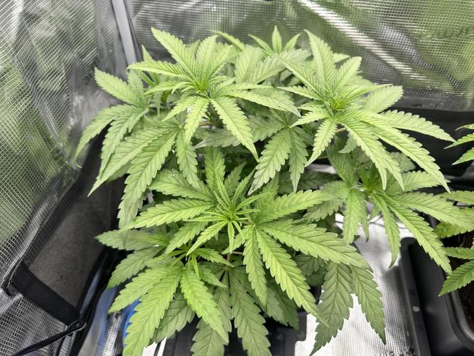 The Sweet White Candy One. Week 8