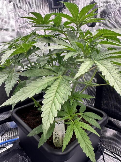 The Sweet White Candy One. Week 8