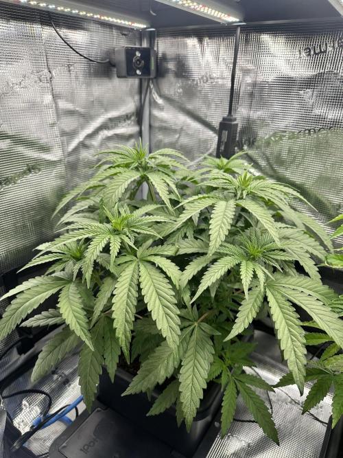 The Sweet White Candy One. Week 8
