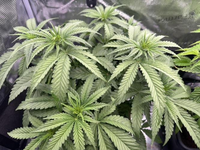 The Sweet White Candy One. Week 8