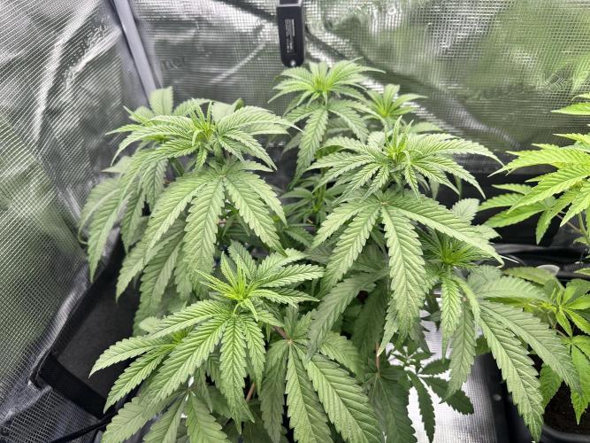 The Sweet White Candy One. Week 8