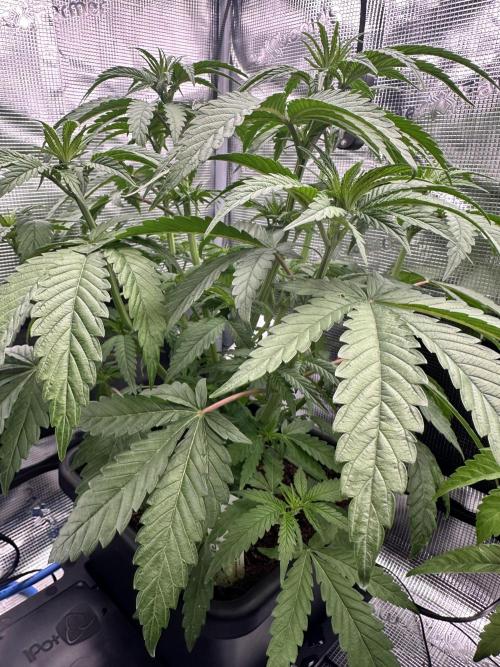 The Sweet White Candy One. Week 8