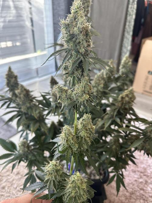 Sticky Broccoli 🥦 Eternity GrowCup. Week 17
