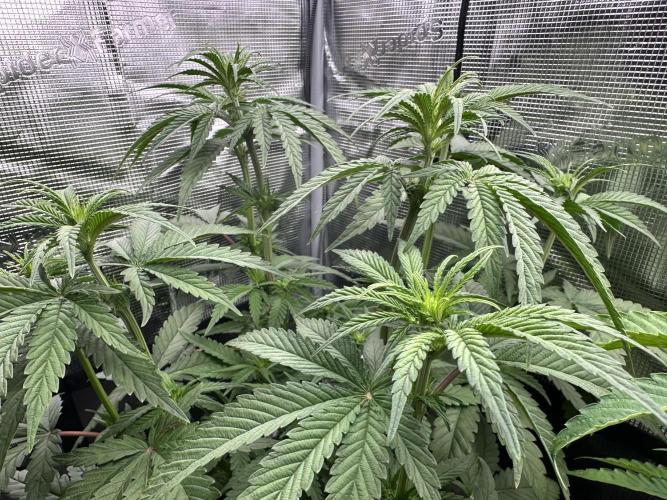 The Sweet White Candy One. Week 9