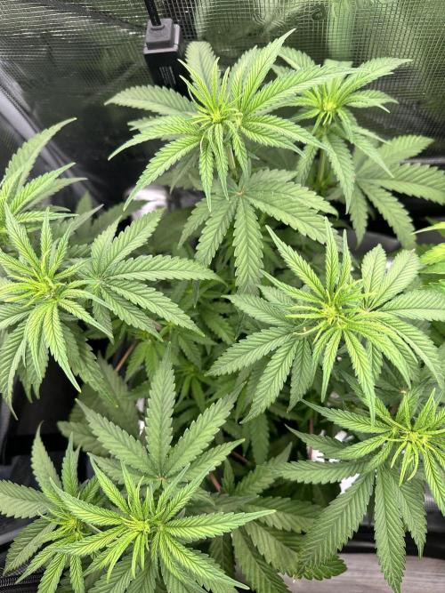 The Sweet White Candy One. Week 9