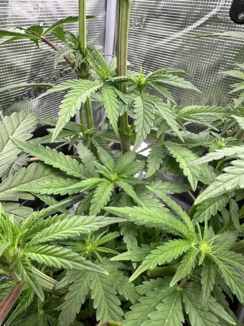 The Sweet White Candy One. Week 9