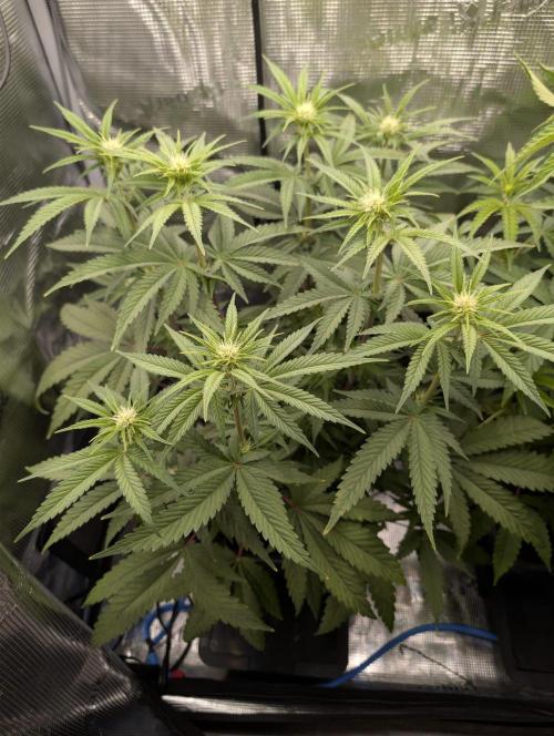The Sweet White Candy One. Week 9