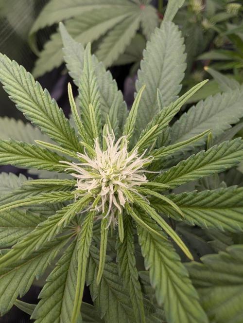 The Sweet White Candy One. Week 9