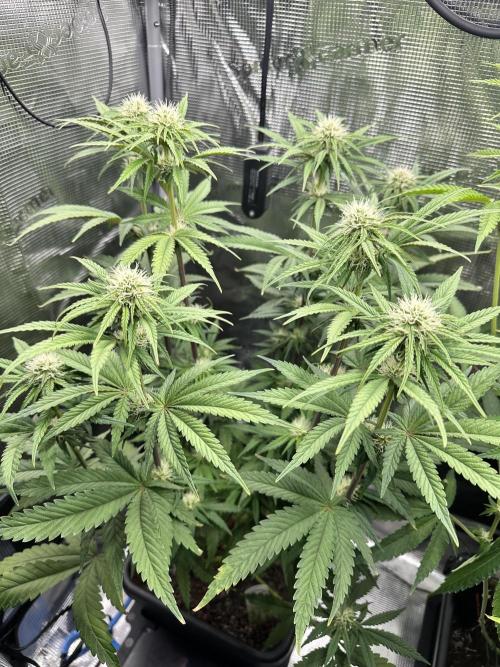 The Sweet White Candy One. Week 10