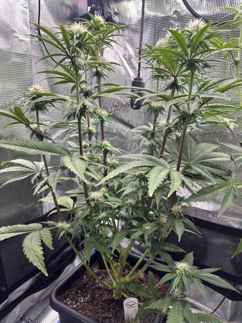 The Sweet White Candy One. Week 10