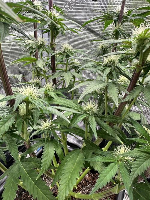 The Sweet White Candy One. Week 10