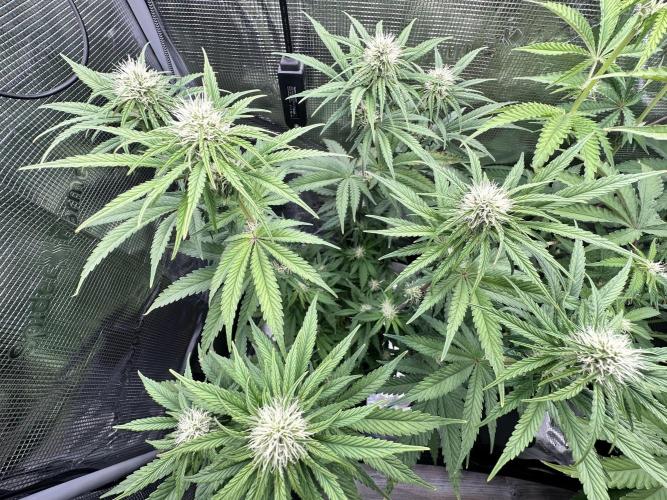 The Sweet White Candy One. Week 10
