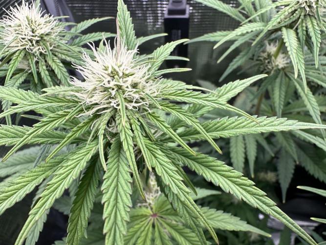 The Sweet White Candy One. Week 10