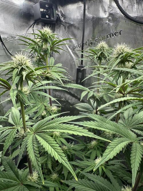 The Sweet White Candy One. Week 10