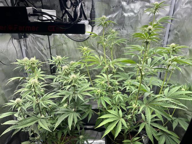 The Sweet White Candy One. Week 10