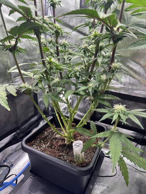 The Sweet White Candy One. Week 10