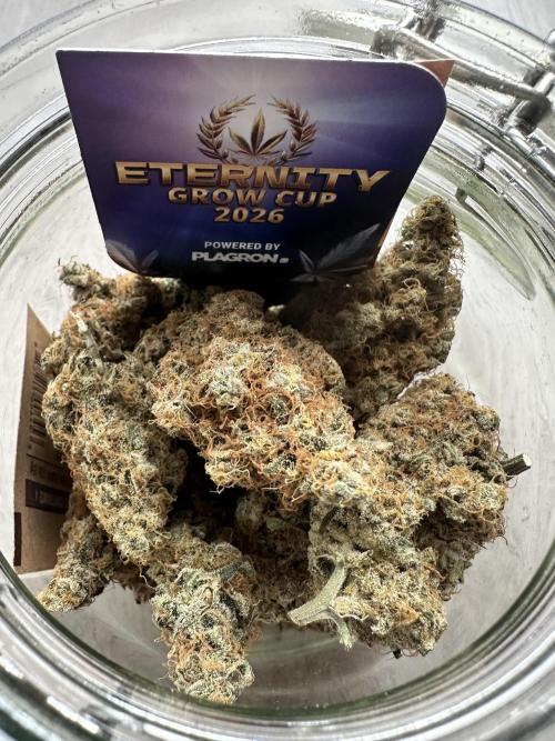 Sticky Broccoli 🥦 Eternity GrowCup. Week 17