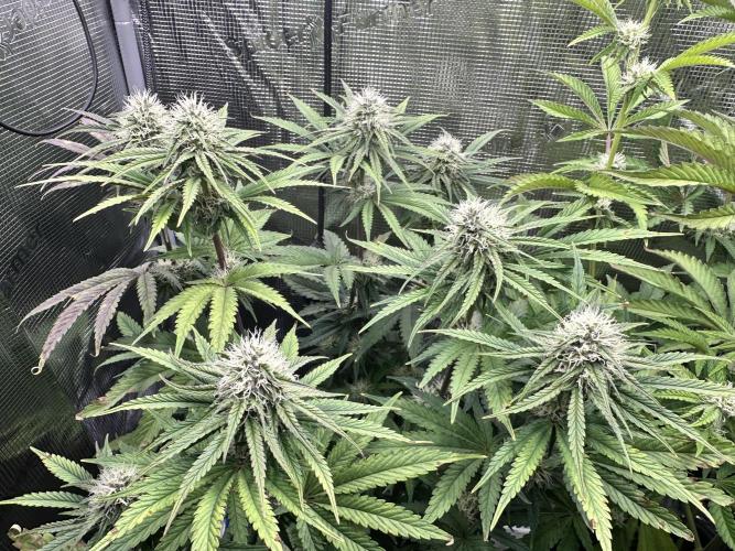 The Sweet White Candy One. Week 11