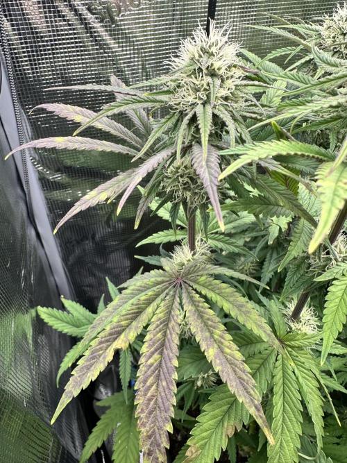 The Sweet White Candy One. Week 11