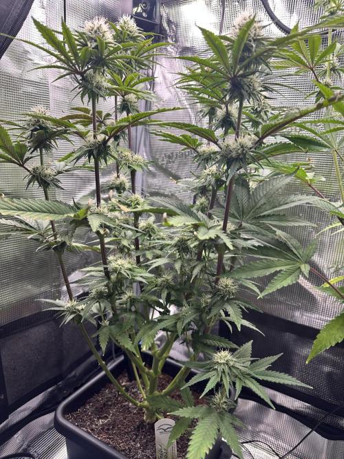 The Sweet White Candy One. Week 11