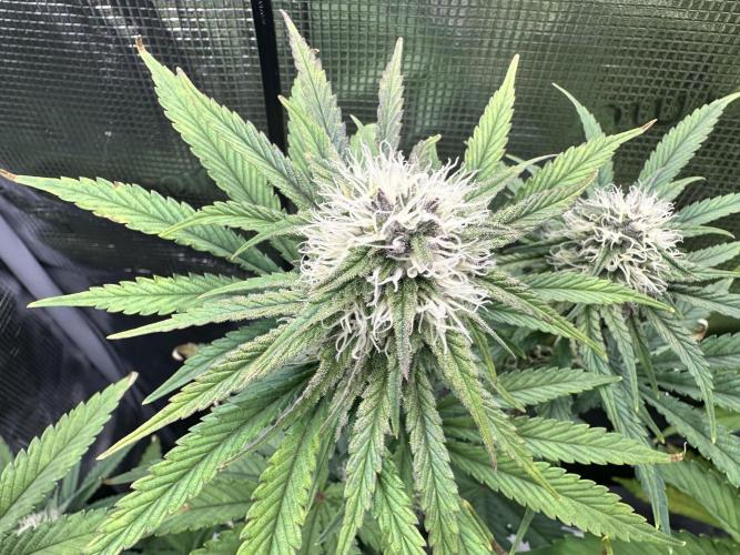 The Sweet White Candy One. Week 11