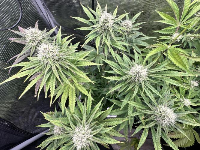 The Sweet White Candy One. Week 11