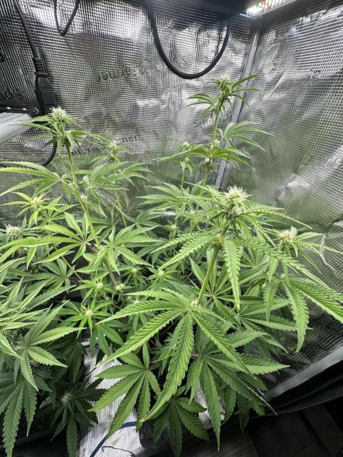 Satzuma Revenge 🍊. Week 7