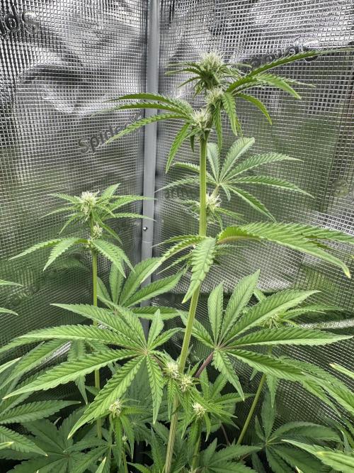 Satzuma Revenge 🍊. Week 7