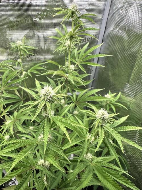 Satzuma Revenge 🍊. Week 8
