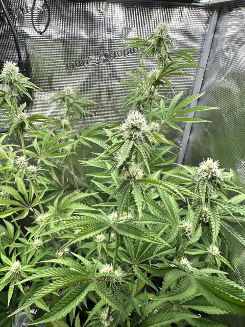 Satzuma Revenge 🍊. Week 9