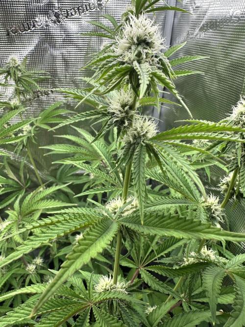 Satzuma Revenge 🍊. Week 9