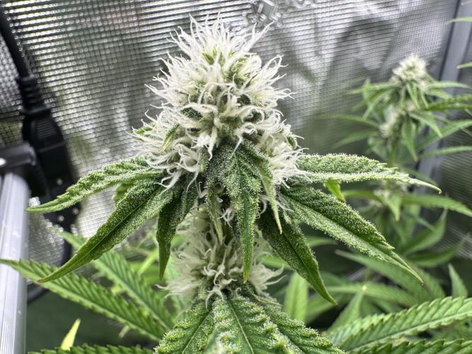 Satzuma Revenge 🍊. Week 9