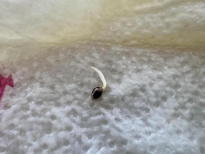 Bubble Banana Gum. Week 0