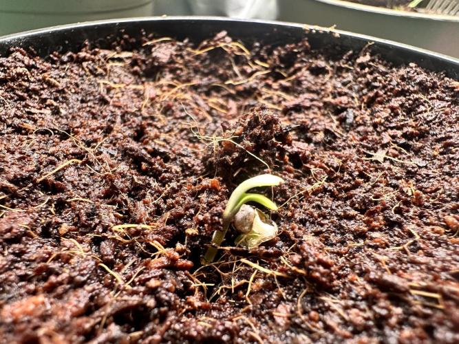 Bubble Banana Gum. Week 0