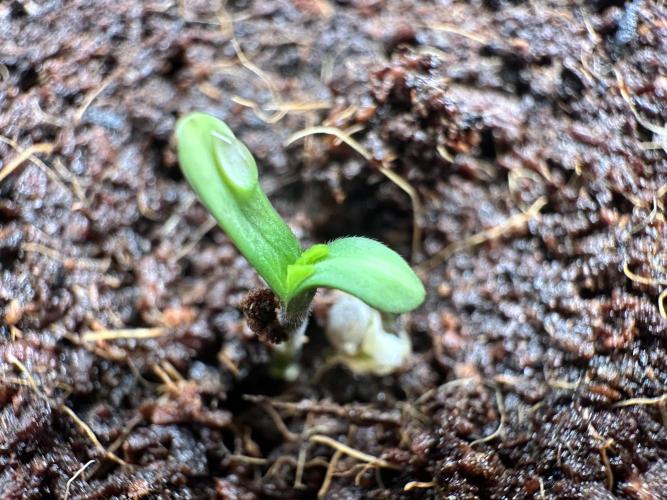 Bubble Banana Gum. Week 0