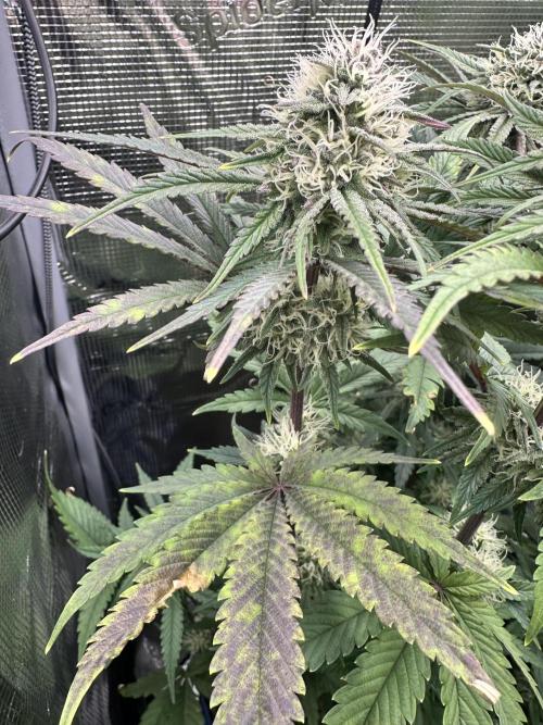 The Sweet White Candy One. Week 12