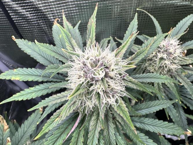 The Sweet White Candy One. Week 12