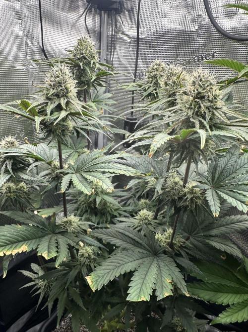 The Sweet White Candy One. Week 12