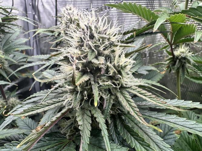 The Sweet White Candy One. Week 12
