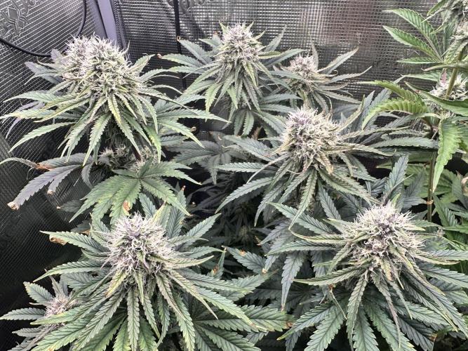 The Sweet White Candy One. Week 12